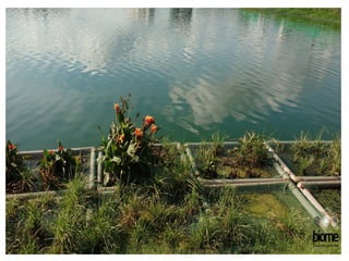 Floating wetland pic
82
 