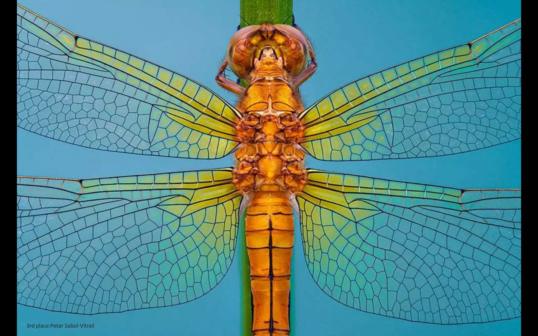 2019 Macro Art Photography Awards Ppt 2019 Macro Art Photography Awards Ppt