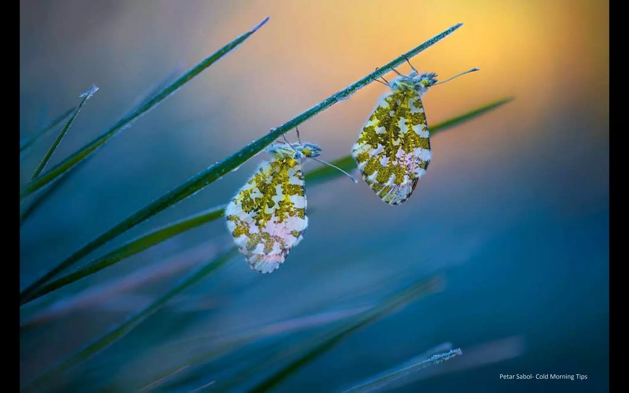 2019 Macro Art Photography Awards Ppt 2019 Macro Art Photography Awards Ppt