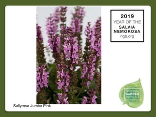 2019 NGB Year of the Salvia