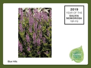 2019 NGB Year of the Salvia