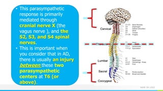 NAME OR LOGO
• This parasympathetic
response is primarily
mediated through
cranial nerve X (the
vagus nerve ), and the
S2, S3, and S4 spinal
nerves.
• This is important when
you consider that in AD,
there is usually an injury
between these two
parasympathetic
centers at T6 (or
above).
 