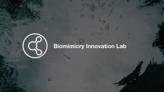 Biomimicry Innovation Lab
 