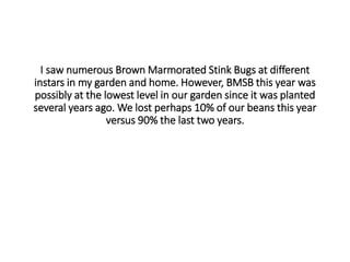 I saw numerous Brown Marmorated Stink Bugs at different
instars in my garden and home. However, BMSB this year was
possibly at the lowest level in our garden since it was planted
several years ago. We lost perhaps 10% of our beans this year
versus 90% the last two years.
 
