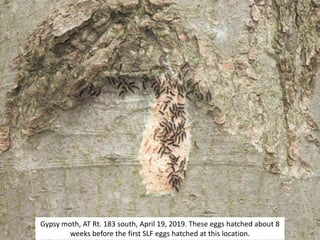 Gypsy moth, AT Rt. 183 south, April 19, 2019. These eggs hatched about 8
weeks before the first SLF eggs hatched at this location.
 