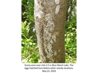 Sunny area near mile 4.5 in Blue Marsh Lake. The
eggs hatched here before other nearby locations.
May 21, 2019
 