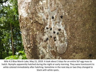 Mile 4.5 Blue Marsh Lake, May 21, 2019. It took about 3 days for an entire SLF egg mass to
hatch. Nymphs apparently hatched during the night or early morning. They were translucent to
white colored immediately after hatching. Sometime in the next day or two they changed to
black with white spots.
 