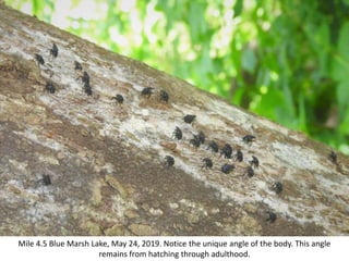 Mile 4.5 Blue Marsh Lake, May 24, 2019. Notice the unique angle of the body. This angle
remains from hatching through adulthood.
 