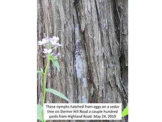 These nymphs hatched from eggs on a cedar
tree on Sterner Hill Road a couple hundred
yards from Highland Road. May 24, 2019
 