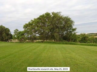 Shartlesville research site. May 25, 2019
 
