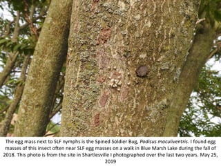 The egg mass next to SLF nymphs is the Spined Soldier Bug, Podisus maculiventris. I found egg
masses of this insect often near SLF egg masses on a walk in Blue Marsh Lake during the fall of
2018. This photo is from the site in Shartlesville I photographed over the last two years. May 25,
2019
 