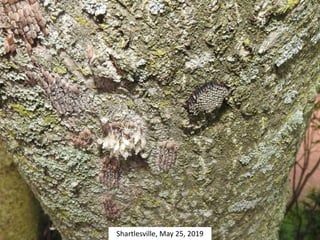 Shartlesville, May 25, 2019
 