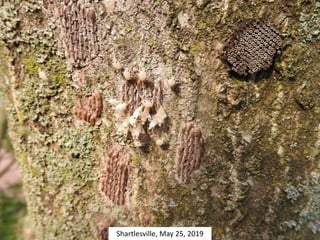 Shartlesville, May 25, 2019
 