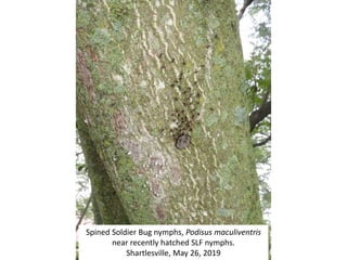 Spined Soldier Bug nymphs, Podisus maculiventris
near recently hatched SLF nymphs.
Shartlesville, May 26, 2019
 