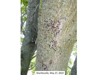 Shartlesville, May 27, 2019
 