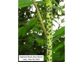 Highland Road, Blue Marsh
Lake, May 30, 2019
 