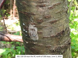 SGL 110-10 near the AT, north of 100 steps, June 3, 2019
 