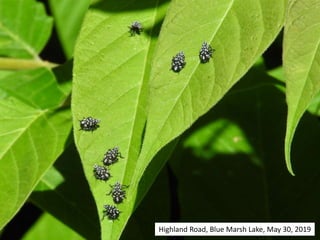 Highland Road, Blue Marsh Lake, May 30, 2019
 