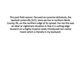 This past field season I focused on Lycorma delicatula, the
Spotted Lanternfly (SLF), since we live in northern Berks
County, PA, on the northern edge of its spread. For me this was
an ideal or nightmare situation in that it is cutting edge
research on a highly invasive newly introduced non-native
insect which is literally in my backyard.
 