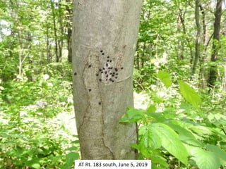 AT Rt. 183 south, June 5, 2019
 