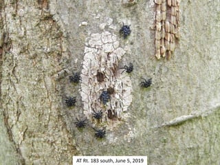 AT Rt. 183 south, June 5, 2019
 