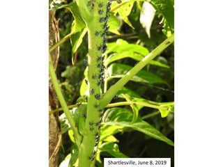 Shartlesville, June 8, 2019
 