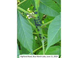 Highland Road, Blue Marsh Lake, June 11, 2019
 
