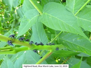 Highland Road, Blue Marsh Lake, June 12, 2019
 