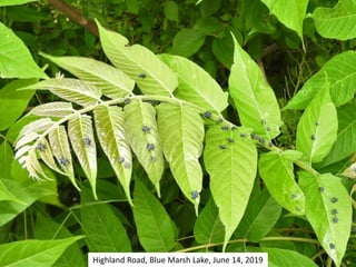 Highland Road, Blue Marsh Lake, June 14, 2019
 
