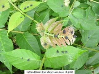 Highland Road, Blue Marsh Lake, June 14, 2019
 