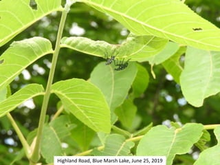 Highland Road, Blue Marsh Lake, June 25, 2019
 