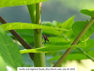 Landis and Highland Roads, Blue Marsh Lake, July 10, 2019
 