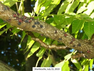 Shartlesville, July 15, 2019
 