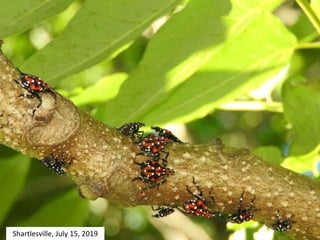 Shartlesville, July 15, 2019
 