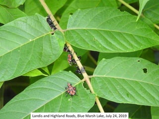 Landis and Highland Roads, Blue Marsh Lake, July 24, 2019
 