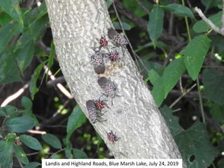 Landis and Highland Roads, Blue Marsh Lake, July 24, 2019
 