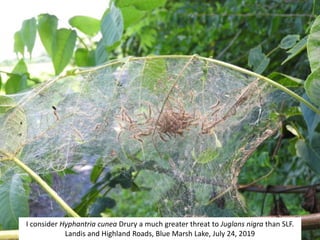 I consider Hyphantria cunea Drury a much greater threat to Juglans nigra than SLF.
Landis and Highland Roads, Blue Marsh Lake, July 24, 2019
 