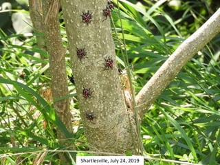 Shartlesville, July 24, 2019
 