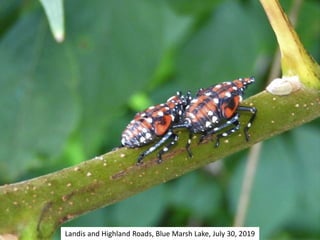 Landis and Highland Roads, Blue Marsh Lake, July 30, 2019
 