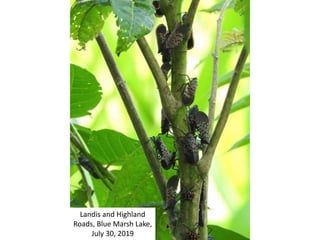 Landis and Highland
Roads, Blue Marsh Lake,
July 30, 2019
 