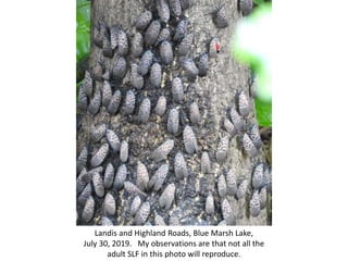 Landis and Highland Roads, Blue Marsh Lake,
July 30, 2019. My observations are that not all the
adult SLF in this photo will reproduce.
 