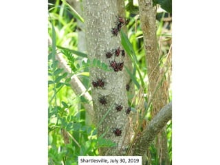 Shartlesville, July 30, 2019
 