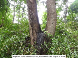 Highland and Sterner Hill Roads, Blue Marsh Lake, August 6, 2019
 