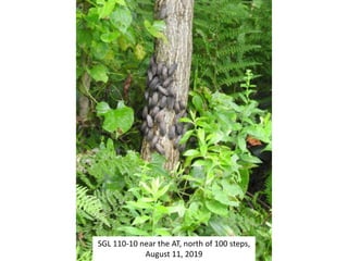 SGL 110-10 near the AT, north of 100 steps,
August 11, 2019
 