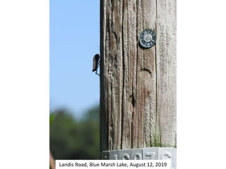 Landis Road, Blue Marsh Lake, August 12, 2019
 
