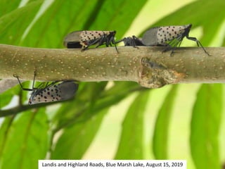 Landis and Highland Roads, Blue Marsh Lake, August 15, 2019
 