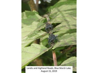 Landis and Highland Roads, Blue Marsh Lake,
August 15, 2019
 