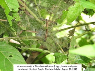Atteva aurea (the Ailanthus webworm), eggs, larvae and pupa.
Landis and Highland Roads, Blue Marsh Lake, August 26, 2019
 