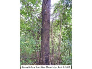 Sleepy Hollow Road, Blue Marsh Lake, Sept. 6, 2019
 