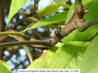 Landis and Highland Roads, Blue Marsh Lake, Sept. 17, 2019
 